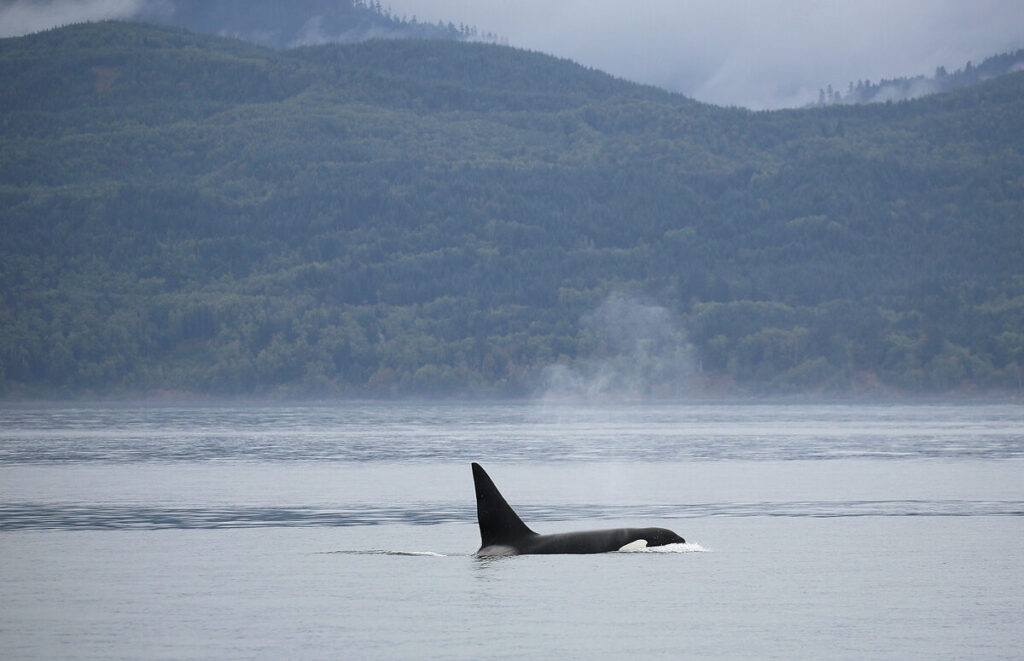 Orca whale, North Vancouver Island, British Columbia