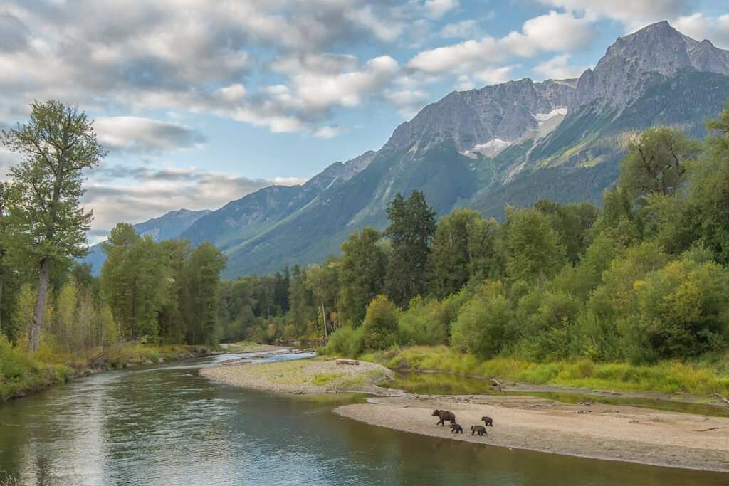 Grizzly bears on the shoreline near Tweedsmuir Park Lodge, Bella Coola.