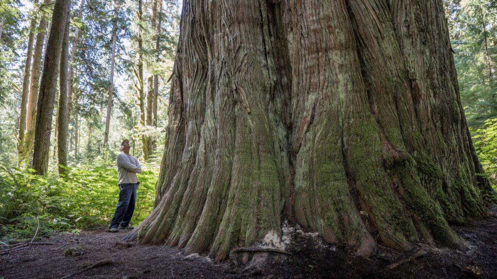 Man stands next to massive old growth tree near Bella Coola, British Columbia